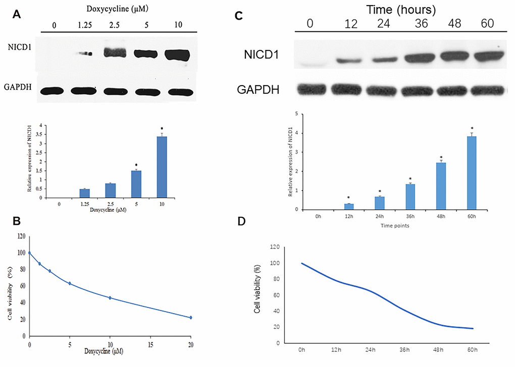 Notch1 expression and cell viability induced by doxycycline treatment. (A) The NICD1 expression induced by doxycycline treatment at various concentrations. GAPDH was used as loading control. *PB) Notch1 induced by doxycycline in various concentrations has inhibited cell viability in human osteosarcoma cell (MG-63). All the experiments were conducted in triplicates. (C) The NICD1 expression induced by doxycycline treatment at various time points including 0h, 12h, 24h, 48h, 36h and 60h. GAPDH was used as loading control. *PD) Notch1 induced by doxycycline in various time points including 0h, 12h, 24h, 48h, 36h and 60h has inhibited cell viability in human osteosarcoma cell (MG-63). All the experiments were conducted in triplicates.