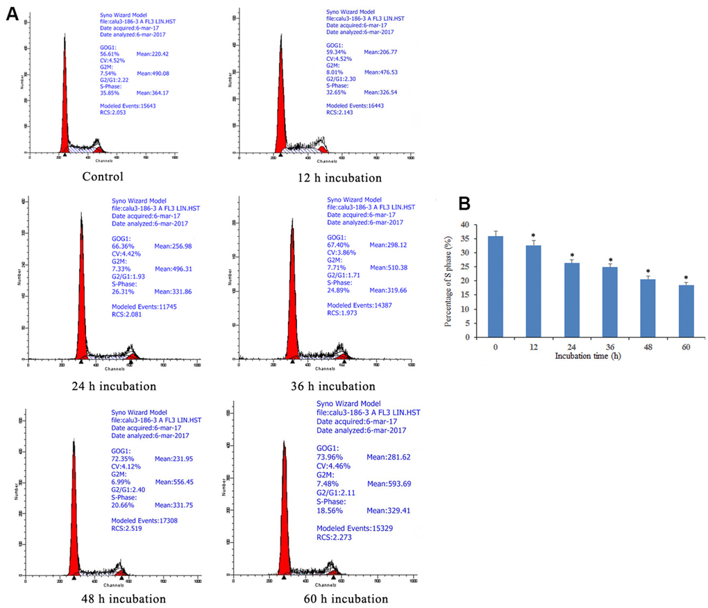 Notch1 induced S phase cycle arrest in human osteosarcoma cells. (A) Notch1 induced by doxycycline in different time induced S phase cell cycle arrest in human osteosarcoma cells. Cells were treated with doxycycline for 0, 12, 24, 36, 48 and 60 h and analyzed by flow cytometry. The percentage of cell population at G1, S, and G2/M phases were represented as mean ± SD of three independent experiments. (B) The histogram of percentage of S phase in different groups. *P