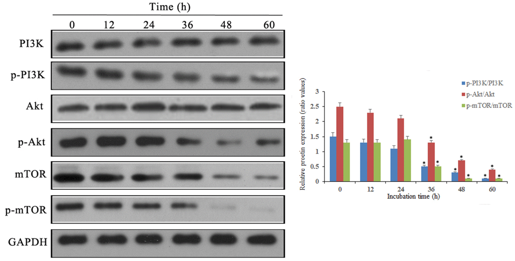 Notch1 induced by doxycycline has blocked PI3K/Akt/mTOR signaling pathway in human osteosarcoma cells. Levels of PI3K, p-PI3K, Akt, p-Akt, mTOR, p-mTOR were analyzed by western blotting. *P