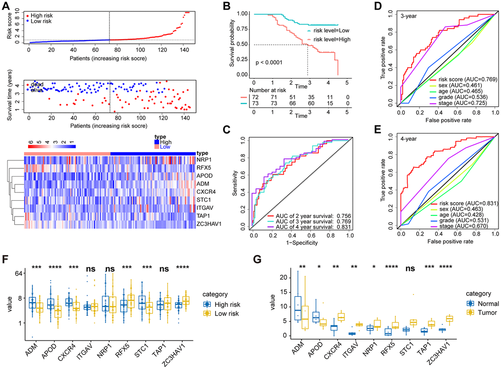 Validation of the prognostic performance of the immune-related gene signature in an independent group based on 145 frozen tissues. (A) Distribution of the risk score, survival status, and gene expression panel. (B) Kaplan-Meier curves of OS in all GAC patients based on the risk score. (C) ROC curve analysis of the immune-related gene signature for the prediction of OS at 2, 3, and 4 years in the independent cohort. (D) ROC curve analysis for the prediction of OS at 3 years in an independent cohort based on multiple clinical features. (E) ROC curve analysis for the prediction of OS at 4 years in an independent cohort based on multiple clinical features. (G) The expression of 9 immune genes in gastric cancer tissues and their corresponding normal tissues. (F) We also compared the differential expression of 9 immune genes between the high- and low-risk groups.