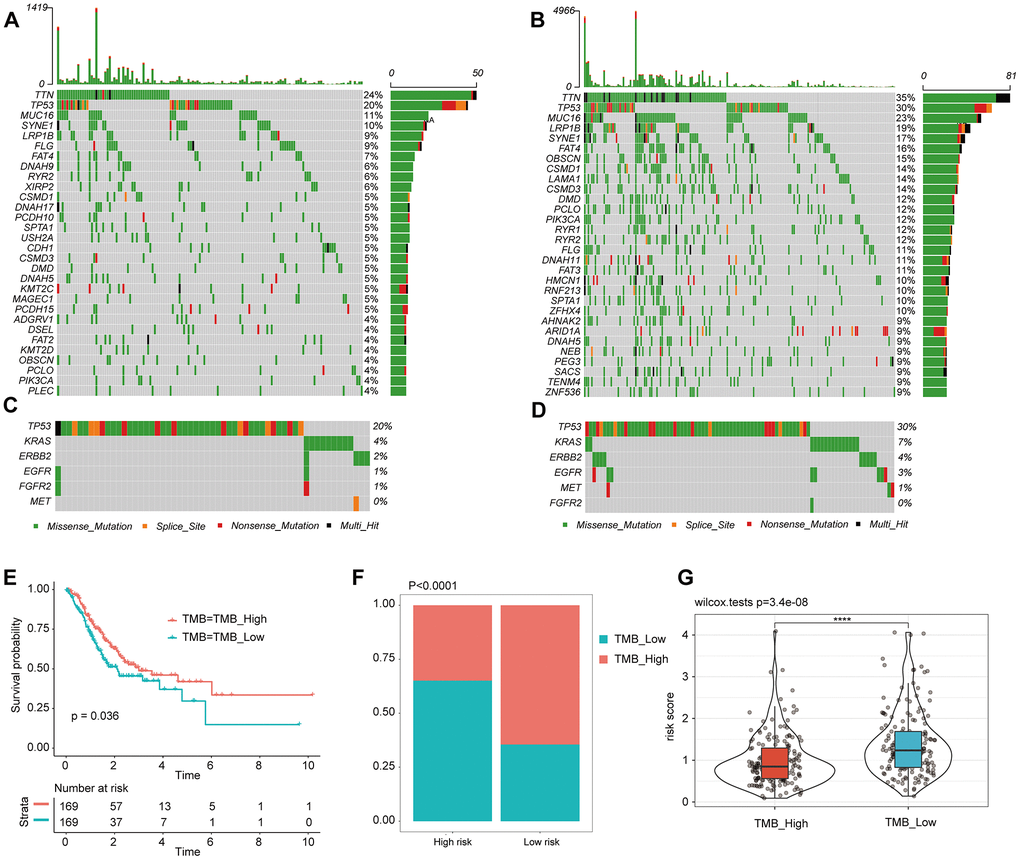 Tumor somatic mutational landscape of the IBPS. (A) The top 35 gene mutations in the high-risk score group. (B) The top 35 gene mutations in the low-risk score group. (C, D) Mutations in the commonly mutated genes TP53, ERBB2, EGFR, FGFR2, MET, and KRAS in the high-risk and low-risk score groups, respectively. (E) Kaplan-Meier curves of OS in all GAC patients based on TMB. (F) Difference in TMB between the high- and low-risk groups. (G) Difference in risk scores between the high and low TMB groups.