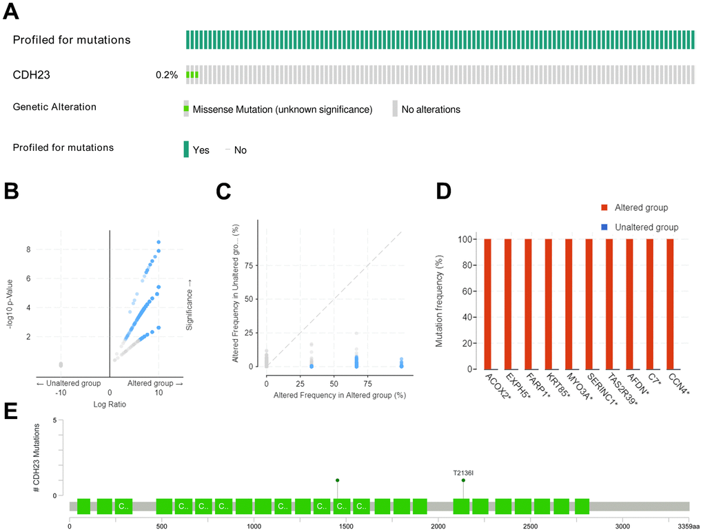 Mutated-types, co-mutations and the mutation location of CDH23 in DLBCL. (A) Aberration types and frequency of CDH23 in DLBCL. (B) Volcano plots of mutations in CDH23 altered group and unaltered group. Blue dots denote genes mutated significantly (pC) Aberration frequency scatter in CDH23 altered group and unaltered group. Blue dots denote genes mutated significantly (pD) Co-mutations with CDH23 in DLBCL. (E) Locations of CDH23 mutations in DLBCL. CNA: DNA copy-number alteration.