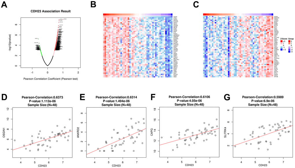 Correlated significant genes of CDH23 and gene correlation expression analysis for CDH23 in DLBCL (LinkedOmics). (A) Volcano plots of CDH23 correlated genes in DLBCL. Red suggests positively correlated genes and green shows negatively correlated genes. (B) Heat map of positively correlated genes with CDH23 in DLBCL, respectively (top 50). (C) Heat map of negatively correlated genes with CDH23 in DLBCL, respectively (top 50). (D) The scatter plots shows Pearson-correlation of CDH23 expression with OSGIN1. (E) The scatter plots shows Pearson-correlation of CDH23 expression with ANKRD2. (F) The scatter plots shows Pearson-correlation of CDH23 expression with CAPG. (G) The scatter plots shows Pearson-correlation of CDH23 expression with SLITRK4. OSGIN1, oxidative stress induced growth inhibitor 1. ANKRD2, ankyrin repeat domain 2. CAPG, capping actin protein, gelsolin like. SLITRK4, SLIT and NTRK like family member 4.