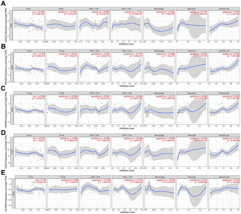 The relation between expression of CDH23 and CDH23 related genes and immune cells infiltration in DLBCL (TIMER). (A) Association between CDH23 and several types of immune cell infiltration. (B) Association between OSGIN1 and several types of immune cell infiltration. (C) Association between ANKRD2 and several types of immune cell infiltration. (D) Association between CAPG and several types of immune cell infiltration. (E) Association between SLITRK4 and several types of immune cell infiltration.