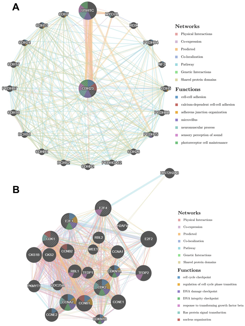 Protein-protein interaction network of CDH23 and its target proteins (GeneMANIA). (A) Protein-protein interaction network of CDH23. The gene set enriched in the target network of CDH23 was explored via Protein-protein interaction (PPI) network and functional analysis. Distinct colors of the network edge indicate the bioinformatic methods applied: physical interactions, co-expression, predicted, co-localization, pathway, genetic interactions and shared protein domains. The distinct colors for the network nodes show the biological functions of the sets of enrichment genes, including cell-cell adhesion, adherens junction organization, microvillus, neuromuscular process, sensory perception of sound and photoreceptor cell maintenance. (B) Protein-protein interaction network of CDH23 target proteins, including CDK1, CDK2, E2F1 and E2F4. Distinct colors of the network edge indicate the bioinformatic methods applied: physical interactions, co-expression, predicted, co-localization, pathway, genetic interactions and shared protein domains. The distinct colors for the network nodes show the biological functions of the sets of enrichment genes, including cell cycle checkpoint, regulation of cell cycle phase transition, DNA damage checkpoint, DNA integrity checkpoint, response to transforming growth factor beta, Ras protein signal transduction and nucleus organization.