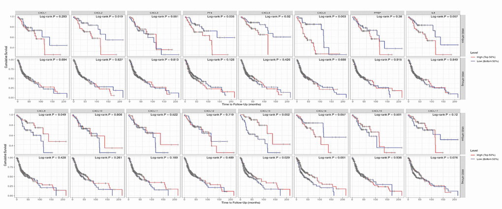 Prognostic value of CXCLs for the overall survival of HPV-positive and -negative head and neck squamous cell carcinoma (HNSC) patients. Upper: HNSC-HPVpos, HPV-positive HNSC patients. Lower: HNSC-HPVneg, HPV-negative HNSC patients.