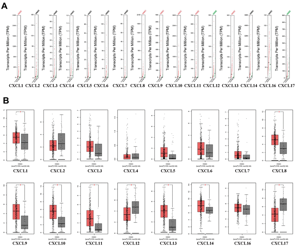 CXC-motif chemokine ligand (CXCL) expression in head and neck squamous cell carcinoma (HNSC). (A) Differential scatter diagram of CXCL expression in HNSC: red, upregulated; green, downregulated. (B) Differential box plot of CXCL expression in HNSC. *p 