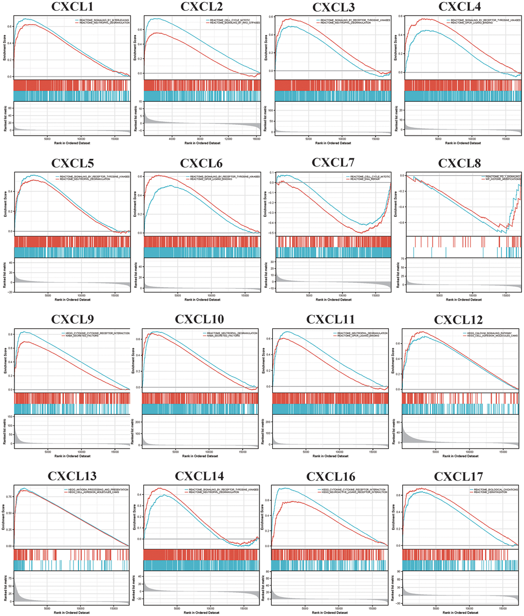 Gene set enrichment analysis (GSEA) analyzed the Kyoto encyclopedia of genes and genomes (KEGG) enrichment of CXC-motif chemokine ligands (CXCLs) in head and neck squamous cell carcinoma (HNSC).