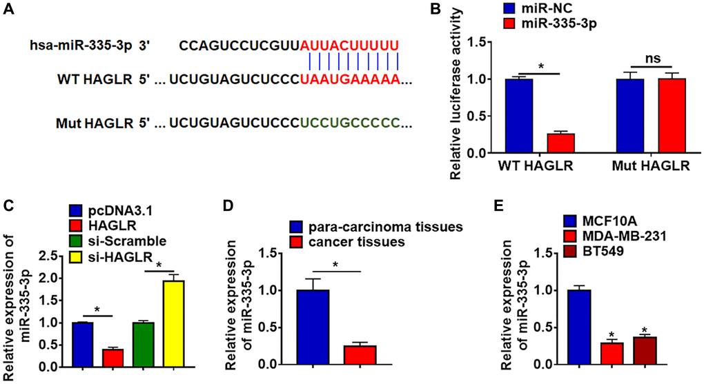 HAGLR acted as a sponge of miR-335-3p and inhibited its expression. (A) MiRanda database showing the binding sites of miR-335-3p with HAGLR, and the mutant sequence of miR-335-3p. (B) Wild type and mutant miR-335-3p was transfected into HEK293 cells with or without HAGLR, and luciferase assay was to evaluate the binding between miR-335-3p and HAGLR. (C) BT549 cells were transfected with HAGLR plasmid or si-HAGLR or its NC, the mRNA level of miR-335-3p was detected using qRT-PCR. (D) The expression of miR-335-3p in para-carcinoma and cancer tissues was detected by qRT-PCR. (E) qRT-PCR analysis for miR-335-3p level in normal breast cell MCF10A and TNBC cell lines MDA-MB-231 and BT549. Data are mean ± SD; *P 