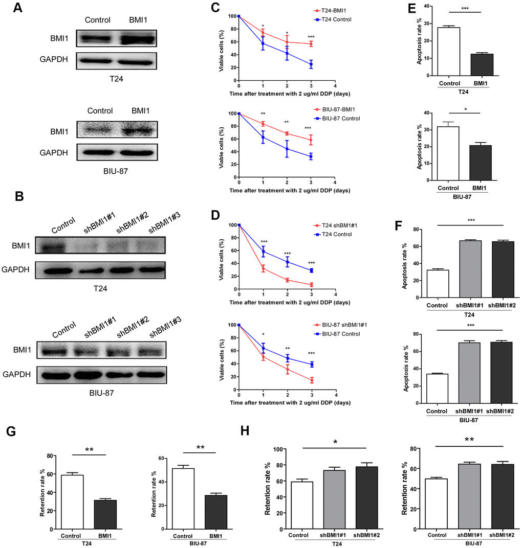 BMI1 enhanced the chemoresistance of bladder cancer cells. (A, B) Western blot analysis of BMI1 in the indicated BMI1-transduced, BMI1-silenced, or vector control cells. GAPDH was used as the loading control. (C, D) Cell proliferation changes of BMI1-overexpressing, BMI-silenced or vector control cells assessed by cell counting kit-8 assays after treatment with 2 μg/ml DDP. (E, F) Apoptosis of T24 and BIU-87 cells upon BMI1 up-regulation or knock-down was determined by the Annexin V/flow cytometric apoptosis assay after treatment with 2 μg/ml DDP for 72h. (G, H) The retention rate of rhodamine 123 in up-regulating BMI1, down-regulating BMI1 or vector control cells detected by flow cytometry. *P 