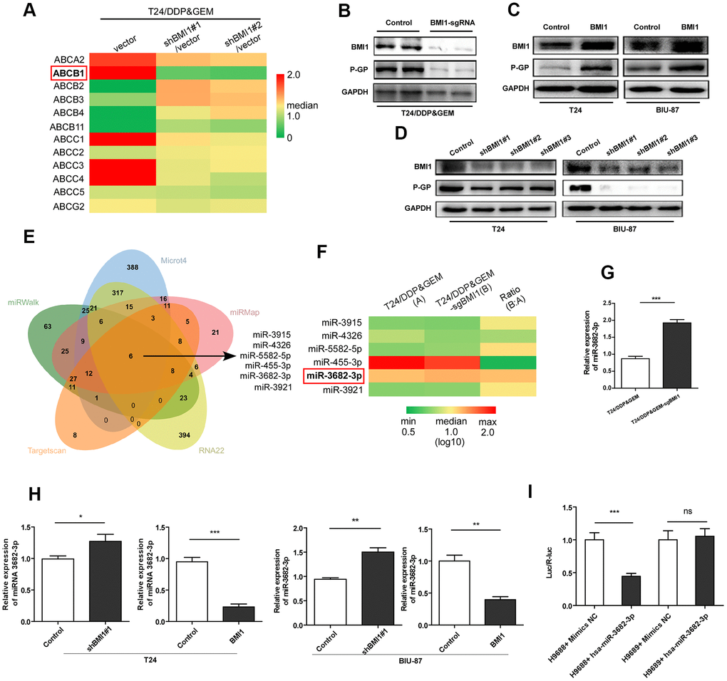 BMI1 activated P- glycoprotein via suppression of miR-3682-3p. (A) qRT-PCR detection of 12 human ABC-transporters, which are associated with drug transport, in T24/DDP&GEM cells upon BMI1 knockdown. (B) Western blot detection of BMI1 and P-GP in T24/DDP&GEM and T24/DDP&GEM-sgBMI1 cells. (C, D) Western blot analysis of BMI1 and P-GP in overexpressing, downregulating BMI1 or vector control cells (T24 and BIU-87). (E) A Venn diagram showing the overlap of candidate miRNAs that were predicted by miRWalk2.0 to potentially bind to the ABCB1 3'-UTR. (F) Heatmap of 6 candidate miRNAs expression in miRNA microarray assay analysis between T24/DDP&GEM and T24/DDP&GEM-sgBMI1 cells. (G) Quantification analysis of miR-3682-3p expression by q-RT-PCR in T24/DDP&GEM and T24/DDP&GEM-sgBMI1 cells. (H) Detection of miR-3682-3p expression by q-RT-PCR in overexpressing, downregulating or vector control cells (T24 and BIU-87). (I) Results of luciferase reporter assay in HEK293T cells with co-transfection of ABCB1 3'-UTR vector (H9688) or mutant control vector (H9689). *P P P 