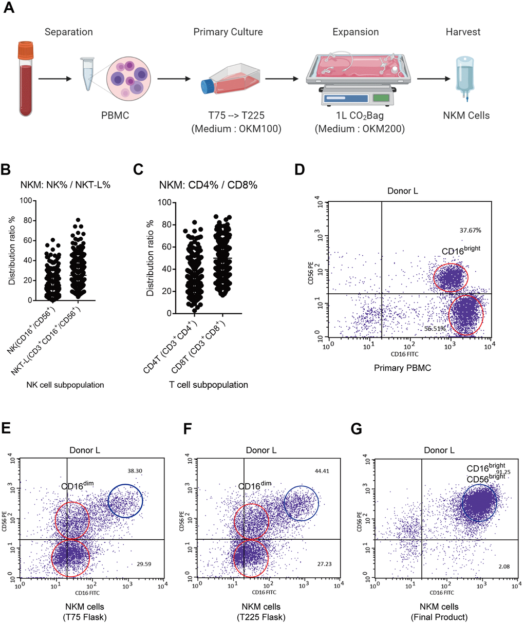 Characterization of NKM cells. (A) Manufacturing process of NKM cells. The whole process must be carried out in a GMP Laboratory Class A ultra-clean workbench. (B) Composition of NKM cells. (C) The main NK cells in NKM cells were CD16brightCD56bright NK cells. The NKM cells from donor-N were analyzed by FACS. The main NKM cells were CD16+CD56+ cells (87.22%), whereas the majority was CD16brightCD56bright NK cells. (D–G) NK subpopulations of NKM cells in different culture stages, including primary PBMCs (D), T75 flask (E), T225 flask (F), and NKM product (G). The red circle in primary PBMCs denotes CD16bright NK cells, whereas the red circle in T75 and T225 flasks denote CD16dim NK cells. The blue circle denotes CD56brightCD16bright NK cells.