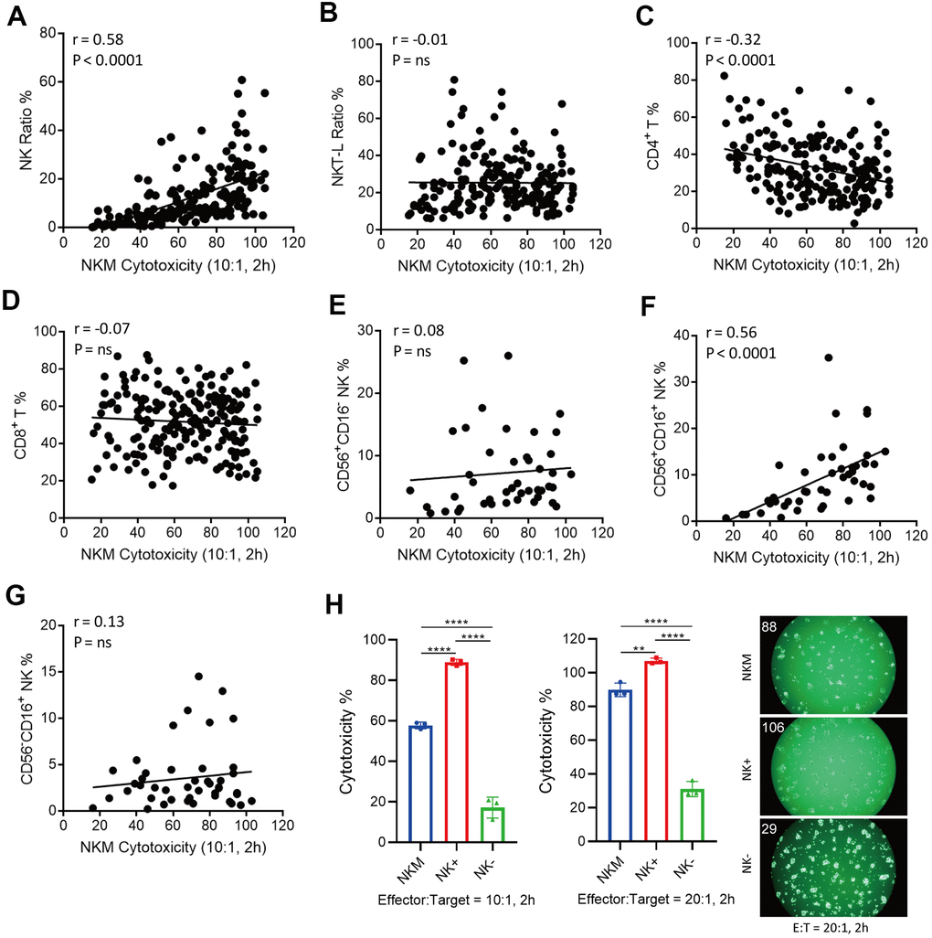 Correlation of cytotoxicity of NKM cells and cell subpopulations. (A–D) NK cells (CD3−CD16+/CD56+) were positively correlated with the cytotoxicity of NKM cells, whereas T-helper cells (CD3+CD4+ T) were negatively correlated with the cytotoxicity of NKM cells. A total of 198 NKM cells was used for correlation analyses, and four subpopulations were assessed: NK cells (A), NK T-like cells (B), CD3+CD4+ T cells (C) and CD3+CD8+ T cells (D). Correlations and linear regressions were analyzed with Prism 7.04 (GraphPad). (E–G) CD3−CD16+CD56+ NK cells were correlated the cytotoxicity of NKM cells. A total of 44 NKM cells was used for correlation analyses, and four subpopulations were evaluated: CD56+CD16− NK cells (E), CD56+CD16+ NK cells (F) and CD56−CD16+ NK cells (G). Correlations and linear regressions were analyzed with Prism 7.04 (GraphPad). (H) The cytotoxicity of NKM, NK+ and NK- cells. The NKM cells were separated into NK+ (CD56+ or CD16+ NK cells) and NK- (other non-NK cells) cells with immunomagnetic beads (NK Cell Isolation Kit). The ratio of effector cells: target cells was 10:1 or 20:1, and the incubation time was 2 h. The number on the upper right shows the cytotoxicity of effector cells.