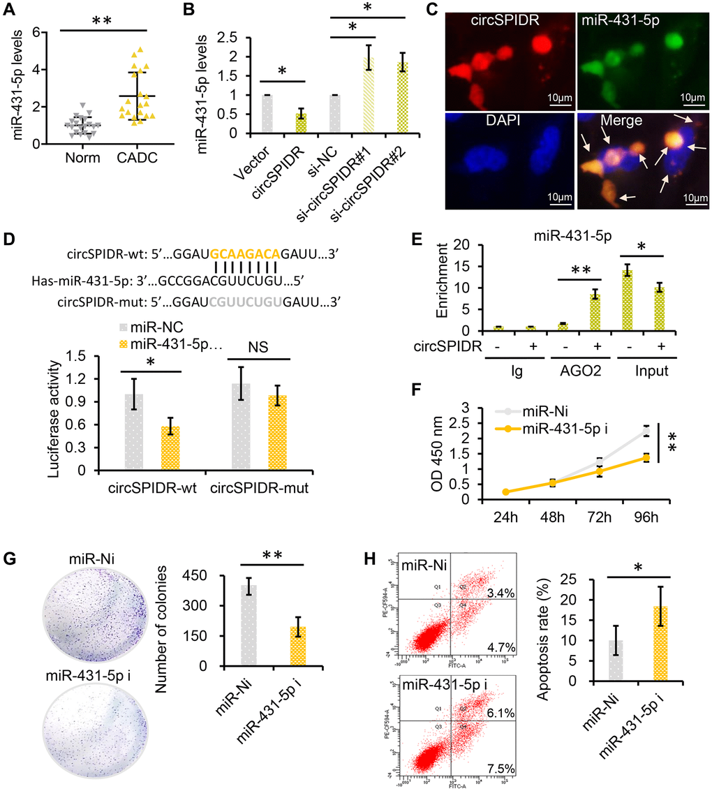 CircSPIDR directly binds to miR-431-5p as a miRNA sponge. (A) qRT-PCR analysis of miR-431-5p expression in 20 normal cervical tissues and 20 CADC tissues. (B) qRT-PCR analysis of miR-431-5p expression in HeLa cells transfected with circSPIDR, the vector, si-circSPIDR#1, si-circSPIDR#2 or si-NC. (C) RNA fluorescence in situ hybridization assay for circSPIDR and miR-431-5p in HeLa cells. (D) Schematic drawing showing the putative binding sites of miR-431-5p on circSPIDR. A luciferase reporter assay was performed to detect circSPIDR luciferase reporter activity in cells co-transfected with miR-431-5p mimics or miR-NC. (E) AGO2-RIP was conducted using an anti-AGO2 antibody in HeLa cells transfected with circSPIDR or the vector. The enrichment of miR-431-5p was then assessed using qRT-PCR. (F–G) CCK-8 (F) and colony formation (G) assays of HeLa cells transfected with miR-431-5p inhibitors. (H) Apoptosis analysis of HeLa cells transfected with miR-431-5p inhibitors. NS, not significant; *P **P 