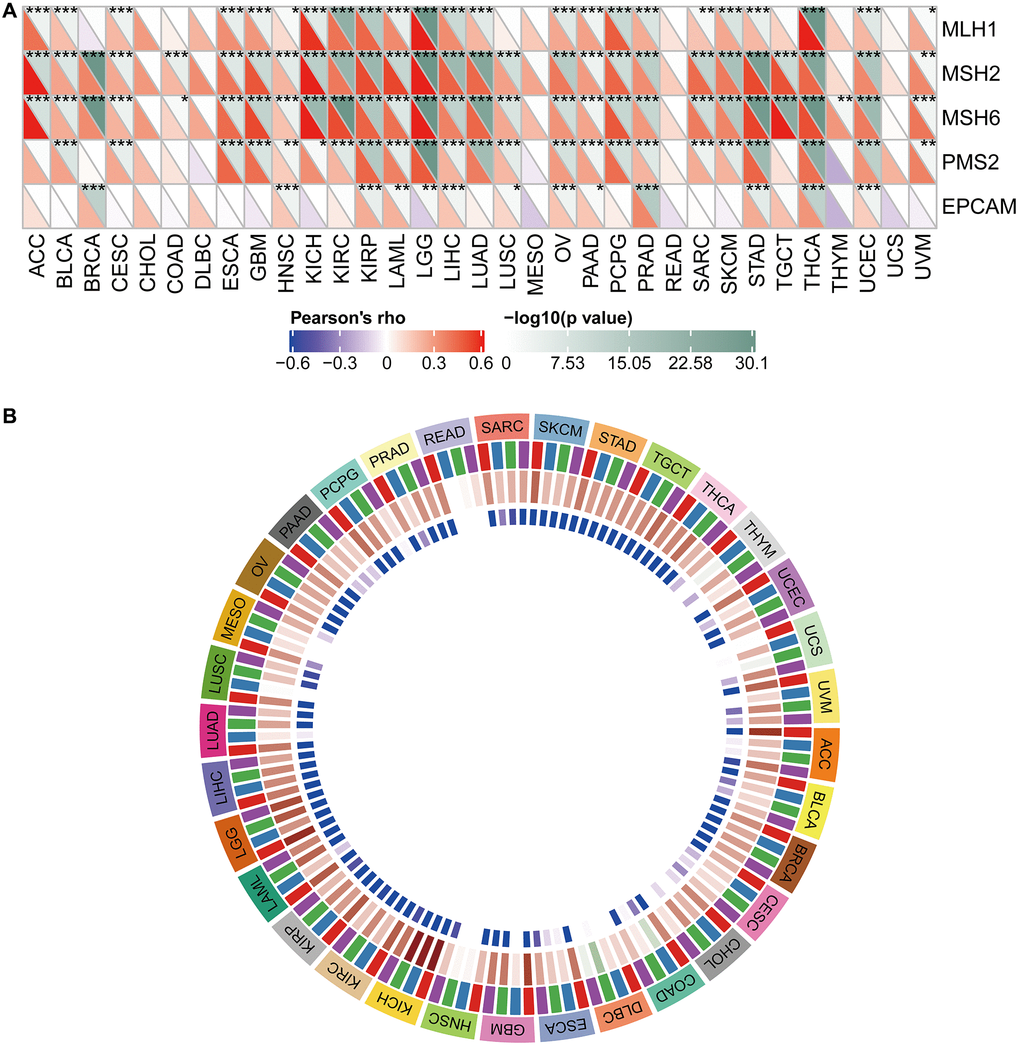 Relationship between WDR4 expression and MMRS and methyltransferase in various tumour samples. (A) Relationship between WDR4 expression and mutation of 5 MMR genes. (B) Relationship between 4 methyltransferases and WDR4 expression.