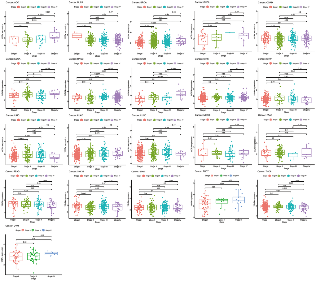 The box plot shows the association of WDR4 expression with pathological stages for 21 types of cancers.