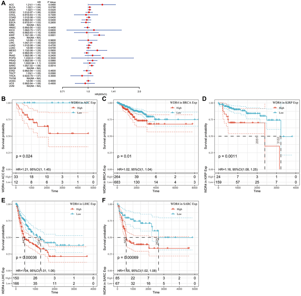 Association of WDR4 expression with patient disease-free interval (DFI). (A) The forest plot shows the relationship of WDR4 expression with DFI. (B–F) Kaplan-Meier analyses show the association between WDR4 expression and DFI.