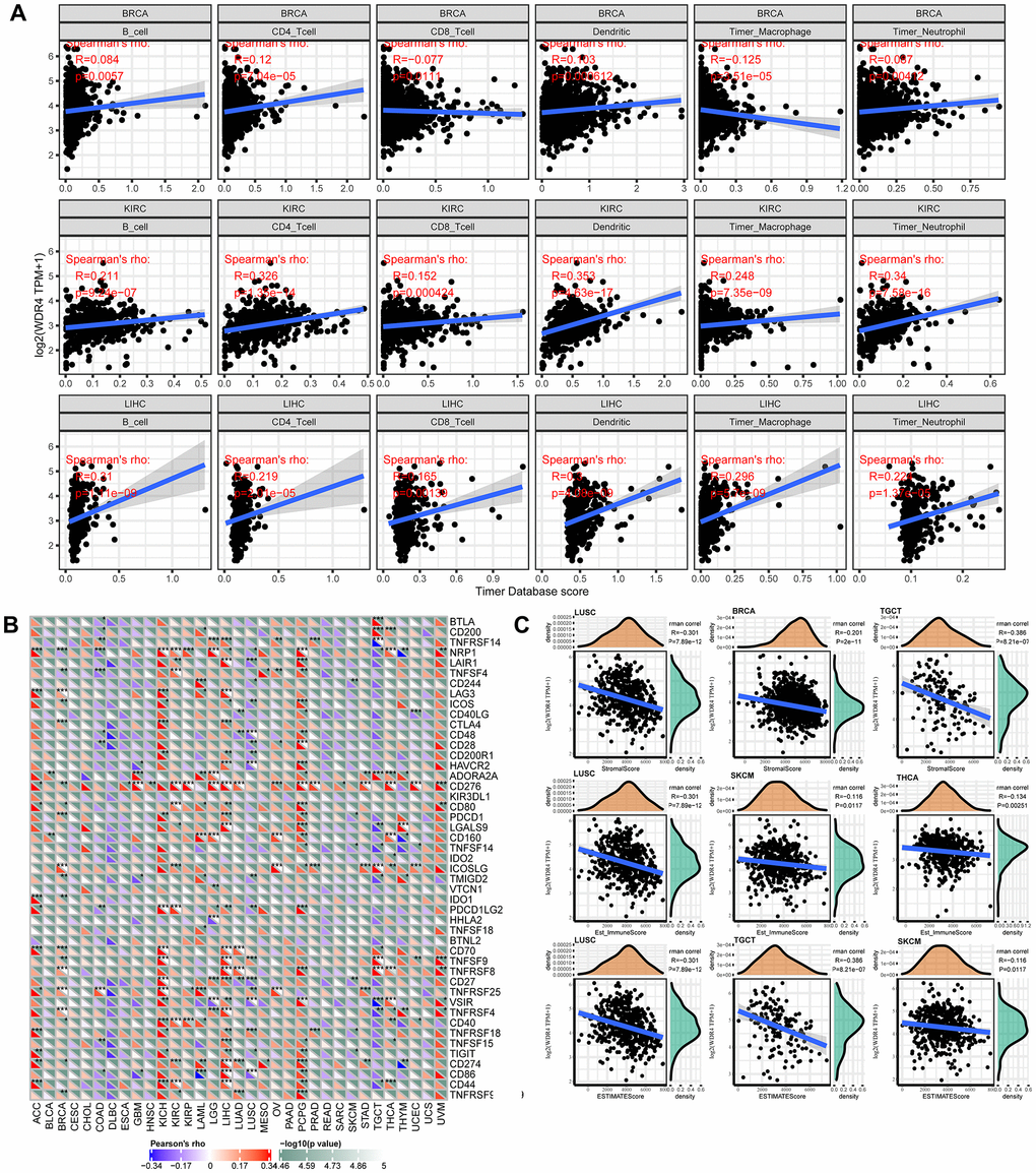 WDR4 expression is correlated with cancer immunity. (A) TIMER predicts that the WDR4 level is related to the degree of immune infiltration within BRCA, CHOL and HNSC. (B) The heat map represents the relationship between 47 immune checkpoint genes and the gene expression of WDR4. For each pair, the right triangle is coloured to represent the P-value; the bottom left o is coloured to indicate the Spearman correlation coefficient. *P **P ***P C) Relationship between gene expression and the StromalScore, Est