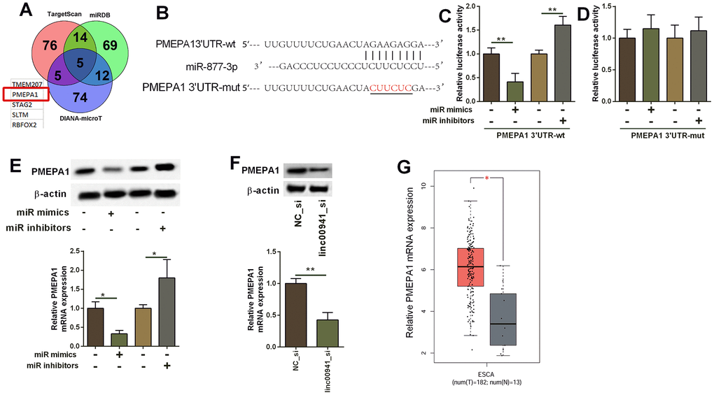 MiR-877-3p targeted PMEPA1 and repressed the expression of PMEPA1. (A) The common genes that could be targeted by miR-877-3p as predicted by the TargetScan, miRDB and DIANA-microT online predicting tools. (B) The predicted binding sites between PMEPA1 3’UTR and miR-877-3p. The red letters showed the mutant sites in PMEPA1 3’UTR used for constructing the mutant luciferase reporter vector. (C, D) Luciferase activity of PMEPA1 3’UTR-wt reporter vectors and PMEPA1 3’UTR-mut reporter vectors in KYSE-510 cells after transfecting with different miRNAs. (E) Western blot assay and qRT-PCR determined the protein and mRNA expression levels of PMEPA1 in KYSE-510 cells. KYSE-510 cells were transfected with mimics NC, miR mimics, inhibitors NC or miR inhibitors. (F) Knockdown of linc00941 down-regulated PMEPA1 expression in KYSE-510 cells as determined by western blot and qRT-PCR assays. (G) The expression of PMEPA1 in ESCC tissues (n = 182) and normal oesophageal tissues (n = 13); The expression of lincRNAs was extracted from TGCA database. *P