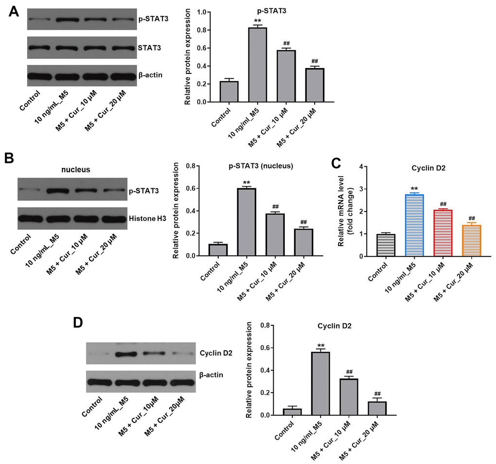 Curcumol inhibits proliferation of M5-treated NHEK cells via downregulation of p-STAT3/cyclin D2 axis. NHEK cells were treated with curcumol (10 or 20 μM) for 24 h, and then stimulated with M5 (10 ng/mL) for 24 h. (A) The expression level of p-STAT3 in NHEK cells was detected by western blotting, and normalized to STAT3. (B) The nuclear levels of p-STAT3 were analyzed by western blotting, and normalized to Histone H3. (C) Cyclin D2 mRNA levels were analyzed by RT-qPCR. (D) Cyclin D2 protein levels were analyzed by western blotting, and normalized to β-actin. **P##P