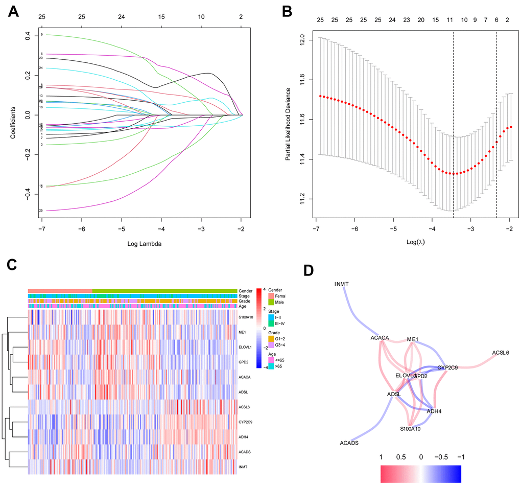 Identification of fatty acid metabolic signatures by LASSO regression algorithm in HCC. (A) LASSO coefficient profiles of the 26 fatty acid metabolic genes. (B) Cross-validation for tuning parameter selection in the proportional hazards model. (C) The heatmap of the 11 fatty acid metabolic genes. (D) The correlation of the 11 fatty acid metabolic genes.