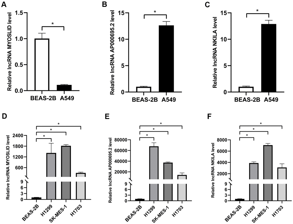 Validation of the expression levels of 3 adverse prognostic lncRNAs in different NSCLC cells by RT-qPCR. (A–F) Expression levels of lncRNA AP000695.2, MYOSLID, and NKILA in human normal lung epithelial cells (BEAS-2B) and NSCLC cells (A549, H1299, SK-MES-1, and H1703), and presented as bar charts. *P 