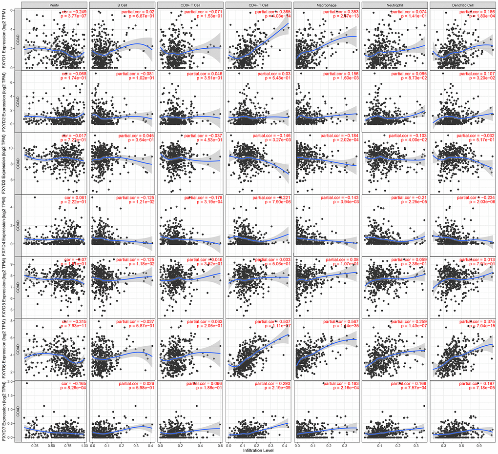 Correlations between tumor infiltrating immune cells and independently prognostic FXYD family genes (FXYD2, FXYD3, FXYD4, and FXYD7).