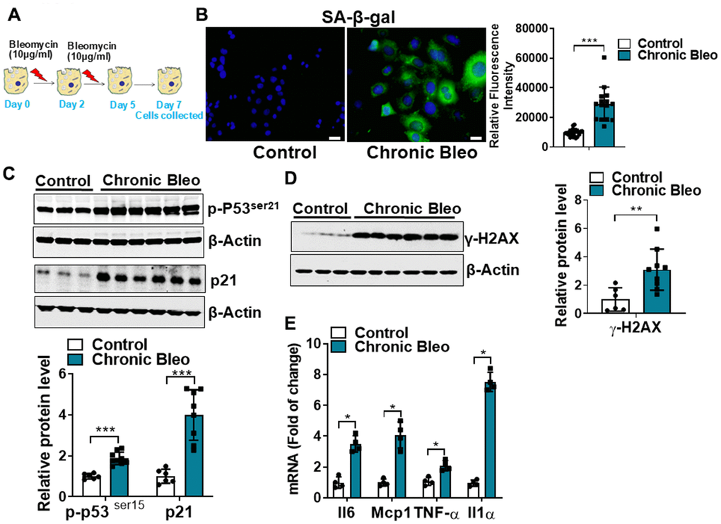 Cellular senescence markers are increased in MLE12 cells after our 7-day injury protocol. (A) Schematic showing the experimental design: On day 0, MLE-12 cells were treated with 10 μg/ml bleomycin for 24h. Day 2, bleomycin was removed, and the culture medium was refreshed. Day 4, cells were treated again with 10 μg/ml bleomycin. Day 5, bleomycin was subsequently removed, and cells were collected at day 7. (B) SA-β-gal activity (green fluorescence cytoplasmic staining) in control and chronically injured MLE12 cells. Number of SA-β-gal positive cells per 100 cells counted (right). (C) Western blot (WB) for p-p53Ser21 and p21 in chronically injured lung epithelial cells (with β-actin loading control). Densitometry is shown on the right. (D) WB for γ-H2AX in control and bleomycin injured cells (with β-actin loading control). Densitometry is shown on the right. (E) Transcript levels for Il6, Mcp1, Tnf-α, and Il1α in controls vs. chronically injured lung epithelial cells. Statistical significance was assessed by unpaired Student’s t-test for two groups. * p