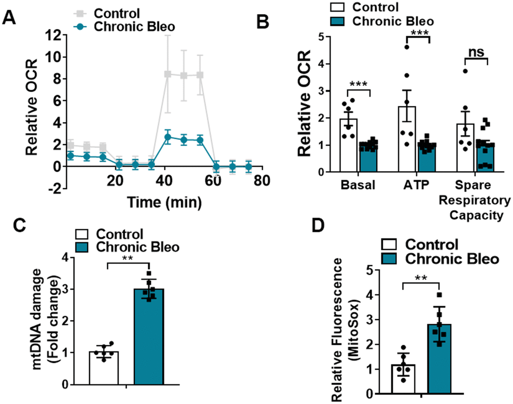 7-day bleomycin protocol disrupts mitochondrial homeostasis in alveolar epithelial cells. (A, B) Mitochondrial oxygen consumption in control and chronically injured MLE12 cells. Right, bar graph depicting basal oxygen consumption rate (OCR), ATP production and spare respiratory capacity. (C) mtDNA damage quantification in control and bleomycin injured cells. (D) Quantification of reactive oxygen species (ROS) by MitoSox staining in control and chronically injured MLE12 cells. Seahorse data are representative of 3 separate experiments. Statistical significance was assessed by unpaired Student’s t-test except for Seahorse analyses in which two-way analysis of variance (ANOVA) followed by Sidak post hoc analysis was used to adjust for multiple comparisons. Statistical significance was achieved when P 