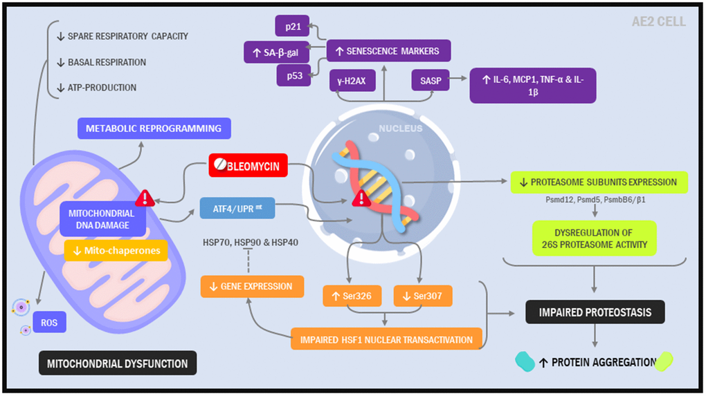 Illustration depicting cellular and molecular changes in MLE12 cells undergoing our 7-day injury model.