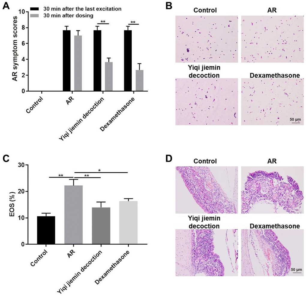 YJD treatment alleviates nasal symptoms in AR model guinea pigs. (A) The histogram plots show AR symptom scores for the control, AR model, AR model plus YJD, and AR model plus dexamethasone groups of guinea pigs. The data are represented as means ± SD from 3 independent experiments. *P B) Wright’s-Giemsa staining results show histological changes in nasal mucosal samples from the control, AR model, AR model plus YJD, and AR model plus dexamethasone groups. (C) The histogram plots show the percentage of eosinophils in the Wright’s-Giemsa-stained samples of nasal mucosal samples from the control, AR model, AR model plus YJD, and AR model plus dexamethasone groups. The data was independently analyzed by 3 pathologists based on five different views under a light microscope. *P D) Representative H&E-stained images of nasal mucosal samples from the control, AR model, AR model plus YJD, and AR model plus dexamethasone groups.