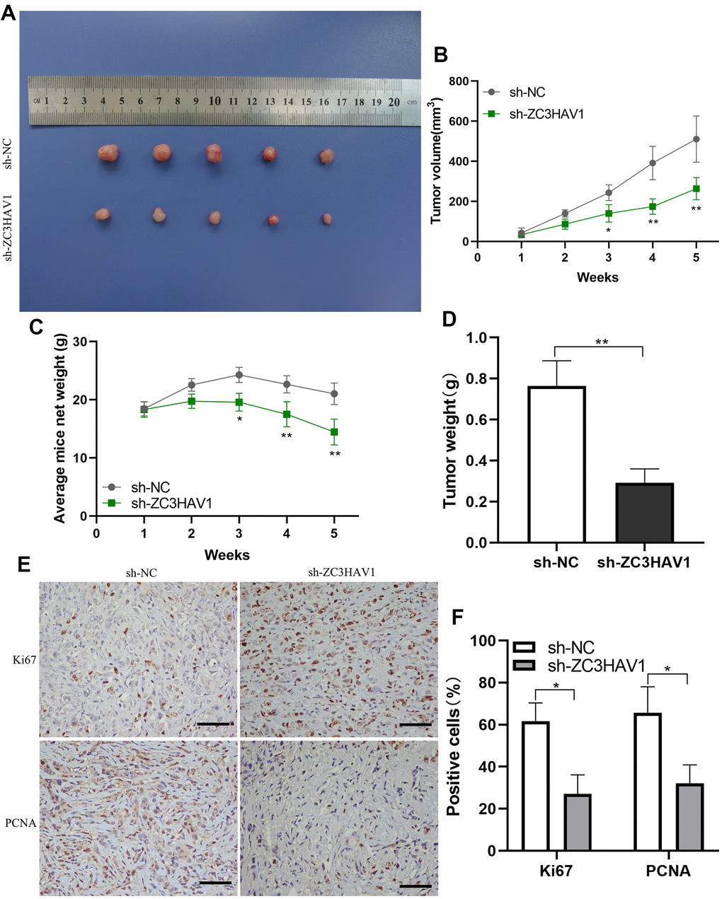 ZC3HAV1 knockdown decreases the proliferation of pancreatic cancer in vivo. (A) In the end of the experiment, all tumors were resected and the tumors in the ZC3HAV1-silencing groups apparently appeared to be smaller than those in the control group. (B) The volumes of the tumor were measured every week. (C) The weight of mice in the ZC3HAV1 knockdown and sh-NC group was detected every week. (D) In the end of experiment, the weight of the xenografts were measured. (E, F) The expression of Ki67 along with PCNA in xenografts was detected through immunohistochemical staining (scar bar: 100 μm). Data speared to be mean ± SD, *PP