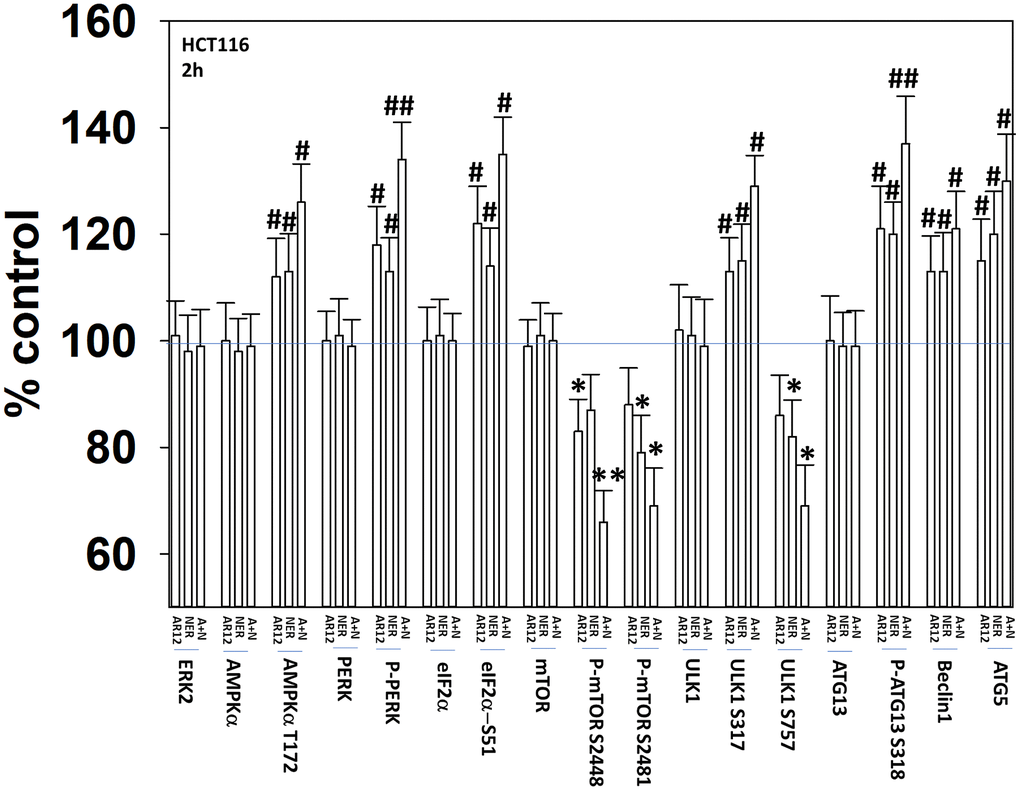 AR12 and neratinib interact to cause greater activation of PERK and ATG13 and inactivation of mTORC1. HCT116 ATG16L1 T300 cells were treated with vehicle control, neratinib (50 nM), AR12 (2.0 μM) or the drugs in combination for 2h. Cells were fixed in place and immunostaining performed. Data are presented as the percentage staining intensity compared to vehicle control (defined as 100%) (n = 3 +/-SD) * p 