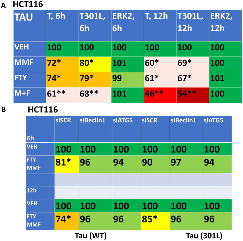 Fingolimod and MMF interact to reduce the expression of Tau and Tau 301L via autophagy. (A) HCT116 ATG16L1 T300 cells were transfected to express Tau-GFP or Tau 301L-GFP. After 24h, cells were treated with vehicle control, fingolimod (FTY, 100 nM), MMF (5 μM) or the drugs in combination for 6h or 12h. Cells were fixed in place and the expression of Tau determined by in-cell immuno-staining. (n = 3 +/-SD). * p B) HCT116 ATG16L1 T300 cells were transfected to express Tau-GFP and in parallel with a scrambled siRNA control or with siRNA molecules to knock down Beclin1 or ATG5. After 24h, cells were treated for 6h or 12h with vehicle control or with [fingolimod, 100 nM plus MMF, 5 μM]. Cells were fixed in place and the expression of Tau determined by in-cell immuno-staining. (n = 3 +/-SD). * p 