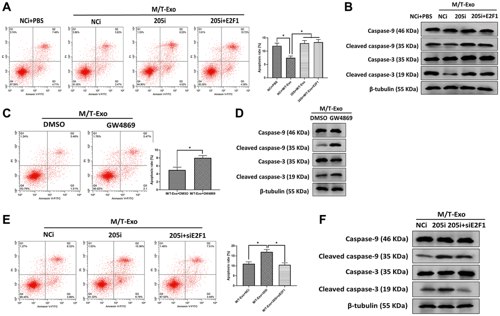 M/T-Exo miRNA-205 inhibits breast cancer cells (BCCs) apoptosis via targeting E2F1. (A) The apoptotic level of M/T-Exo-cocultured BCCs treated with the negative control miRNA-205 inhibitor (NCi), miRNA-205 inhibitor (205i), or the combination of 205i and lentiviral vector carrying E2F1 (E2F1). (B) The protein expressions of cleaved caspase-9 and caspase-3 in M/T-Exo-cocultured BCCs treated with the negative control miRNA-205 inhibitor (NCi), miRNA-205 inhibitor (205i), or the combination of 205i and lentiviral vector carrying E2F1 (E2F1). (C) The apoptotic level of M/T-Exo-cocultured BCCs treated with DMSO or GW4869. (D) The protein expressions of cleaved caspase-9 and caspase-3 in M/T-Exo-cocultured BCCs treated with DMSO or GW4869. (E) The apoptotic level of M/T-Exo-cocultured BCCs treated with the negative control miRNA-205 inhibitor (NCi), miRNA-205 inhibitor (205i), or the combination of 205i and E2F1 siRNA (siE2F1). (F) The protein expressions of cleaved caspase-9 and caspase-3 in M/T-Exo-cocultured BCCs treated with the negative control miRNA-205 inhibitor (NCi), miRNA-205 inhibitor (205i), or the combination of 205i and E2F1 siRNA (siE2F1). Values are means ± SD. *P **P ***P 