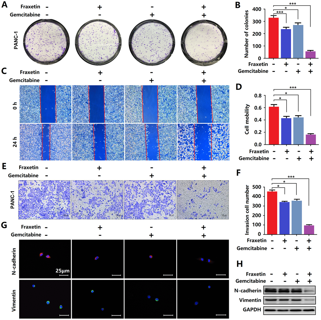 Fraxetin enhanced the sensitivity of PCCs to gemcitabine. (A, B) By using a colony formation assay, the effects of fraxetin on the proliferation of gemcitabine-treated PANC-1 cells were investigated. (C, D) A wound healing assay was used to determine the effects of fraxetin on the migrated rate of gemcitabine-treated PANC-1 cells. (E, F) The transwell chamber assay was used to examine the effects of fraxetin on the invasion number of gemcitabine-treated PANC-1 cells. (G) Immunocytochemical staining of N-cadherin and Vimentin in gemcitabine-treated PANC-1 with or without fraxetin treatment. Bar = 50 μm. (H) N-cadherin and Vimentin expression in gemcitabine-treated PANC-1 with or without fraxetin treatment, as determined by Western blot analysis. Data were presented as the mean ± standard deviation, and were analyzed by One-way ANOVA with Bonferroni’s post-hoc test and two-sided Student’s t-test. *P ***P 