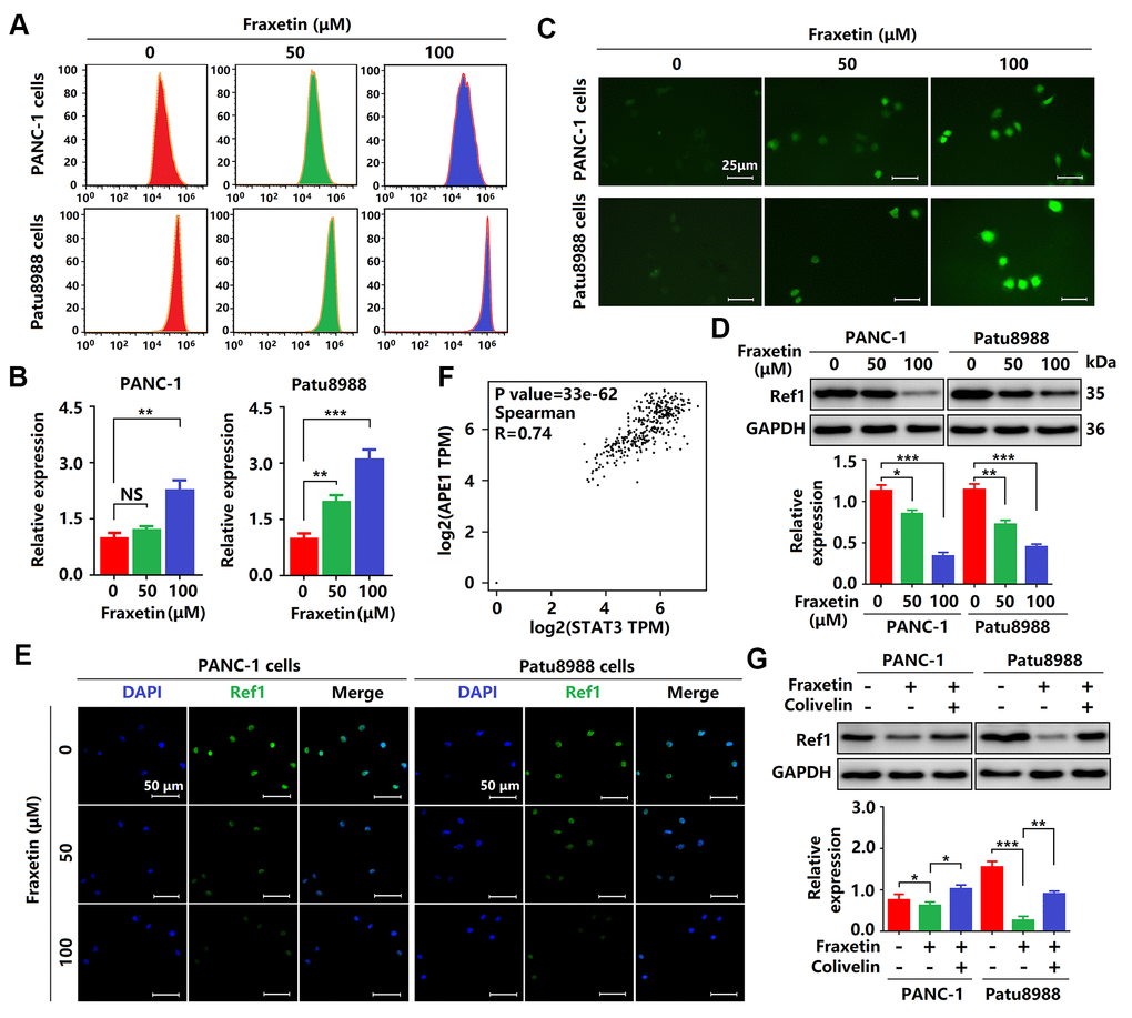 Fraxetin drove ROS-mediated apoptosis by regulating the STAT3-Ref1 axis. (A, B) Flow cytometric analysis showing the levels of ROS in fraxetin-treated PANC-1 and Patu8988 cells. (C) Immunocytochemical staining showing the levels of ROS in fraxetin-treated PANC-1 and Patu8988 cells. Bar = 25 μm. (D) Ref1 expression in fraxetin-treated PANC-1 and Patu8988 cells as seen on a Western blot. (E) Immunocytochemical staining showing Ref1 expression in fraxetin-treated PANC-1 and Patu8988 cells. Bar = 50 μm. (F) The correlation between STAT3 and APE1 (encoding Ref1 protein) in the GEPIA 2 database was evaluated. (G) Ref1 expression in fraxetin-treated PANC-1 and Patu8988 cells with or without colivelin treatment, as determined by Western blot analysis. Data were presented as the mean ± standard deviation, and were analyzed by One-way ANOVA with Bonferroni’s post-hoc test and two-sided Student’s t-test. *P **P ***P 