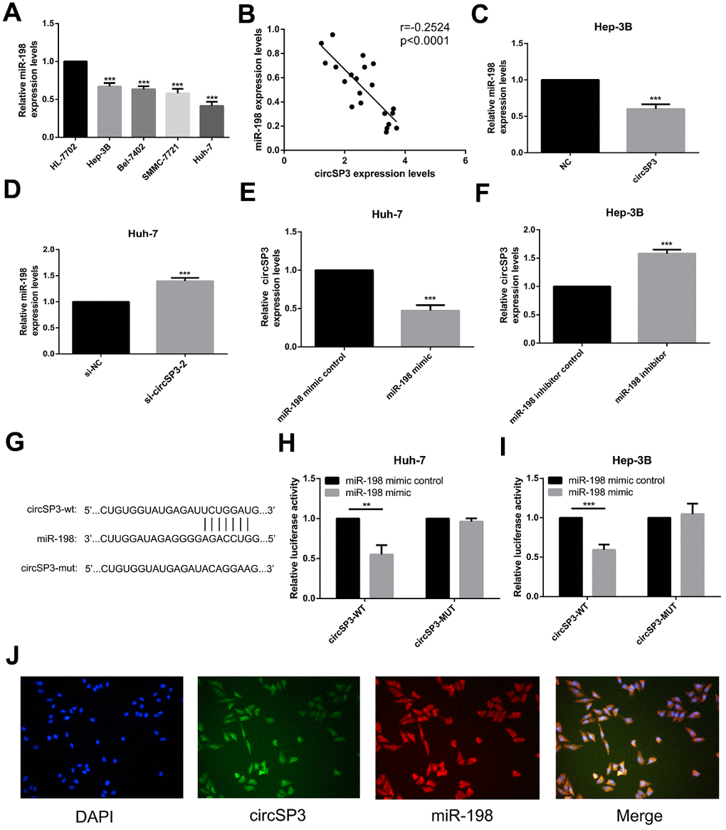 The relationship between circSP3 and miR-198 in HCC. (A) The relative miR-198 levels in four HCC cell lines (Hep-3B, Huh-7, Bel-7402 and SMMC-7721) and a normal liver cell line (HL-77O2) were assessed using qRT-PCR. (B) Correlation analysis between circSP3 and miR-198 levels in HCC tissues. (C) The relative miR-198 levels in Hep-3B cells infected with NC or circSP3 plasmids were detected using qRT-PCR. (D) The relative miR-198 levels in Huh-7 cells infected with si-NC or si-circSP3 plasmids were detected using qRT-PCR. (E) qRT-PCR revealed that ectopic expression of miR-198 reduced circSP3 expression in Huh-7 cells. (F) qRT-PCR demonstrated that knocking down miR-198 increased circSP3 expression in Hep-3B cells. (G) Schematic of predicted wild-type and mutated miR-198 binding sequences in circSP3. (H, I) Luciferase activity in HCC cells co-transfected with circSP3-wt or circSP3-mut and miR-198 mimics or miR-198 mimic controls. (J) FISH revealed that miR-198 colocalized with circSP3 in HCC cells. **p