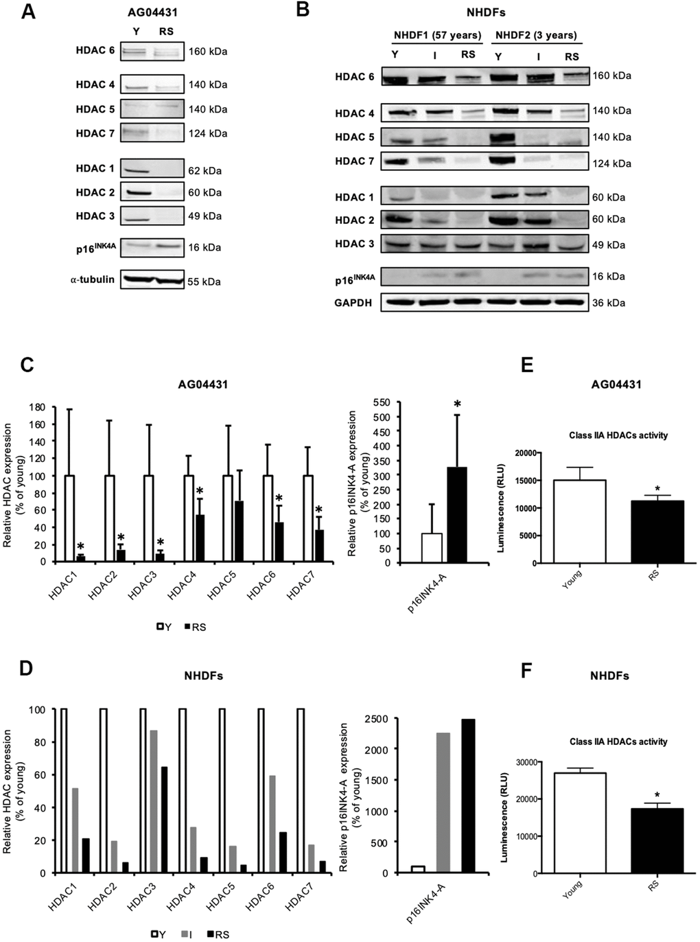 Reduced expression of HDACs expression in replicative senescence. (A, B) Representative Western blots showing HDACs 1-7 and p16INK-4A protein level in young (early passage, Y), intermediate (I) or replicative senescent (RS) AG04431 cells (A) or primary normal human dermal fibroblasts (NHDFs) isolated from an adult donor (57 years) or a young donor (3 years) (B). (C, D) Quantifications of the protein level of HDACs 1-7 and p16 INK-4A, with α-tubulin (AG04431, n=4) or GAPDH (NHDFs, n=2) as loading control. (E, F) Class IIa HDACs activity in AG04431 (e) (n=3) or in NHDFs (F) (n=3). Statistical analyses were performed using a t-test (*: p