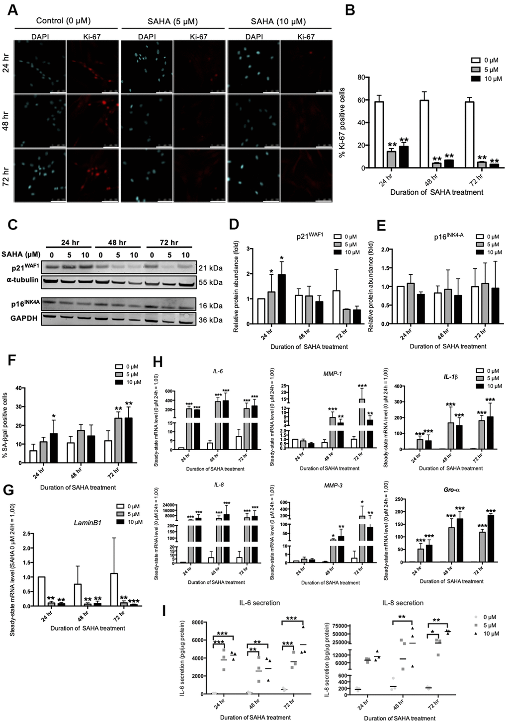 SAHA repeated treatment induces the appearance of senescence biomarkers in AG04431 cells. Cells at early passage were treated with 0, 5 or 10 μM of SAHA during 24, 48 or 72 hr. (A) Representative confocal images of cells labelled with Ki-67 staining (red) and DAPI (nucleus staining, blue) (scale bar = 50 μM). (B) Percentage of Ki-67-positive cells. (C) Representative Western blots showing p16INK-4a and p21WAF-1 protein level, with α-tubulin or GAPDH as loading control. (D, E) Quantifications of the relative protein level of p21WAF-1 (D) and p16INK-4a (E). Signal intensities were quantified and normalized according to the abundance of α-tubulin or GAPDH and were expressed relatively to the control condition (0 μM SAHA, 24 hr). (F) Percentage of SA-βgal positive cells. (G) Steady-state mRNA level of Lamin B1. GAPDH was used as a housekeeping gene. (H) Steady-state mRNA level of IL-6, IL-8, MMP-1, MMP-3, IL-1β and Gro-α. GAPDH was used as housekeeping gene. Results are normalized to the control condition (0 μM SAHA, 24 hr). (I) Secretion of IL-6 and IL-8 following SAHA treatment. Supernatants were collected at 24, 48 and 72 hr and the IL-6 and IL-8 secreted levels were monitored by ELISA. Statistical analyses were performed using an ANOVA II (*: p