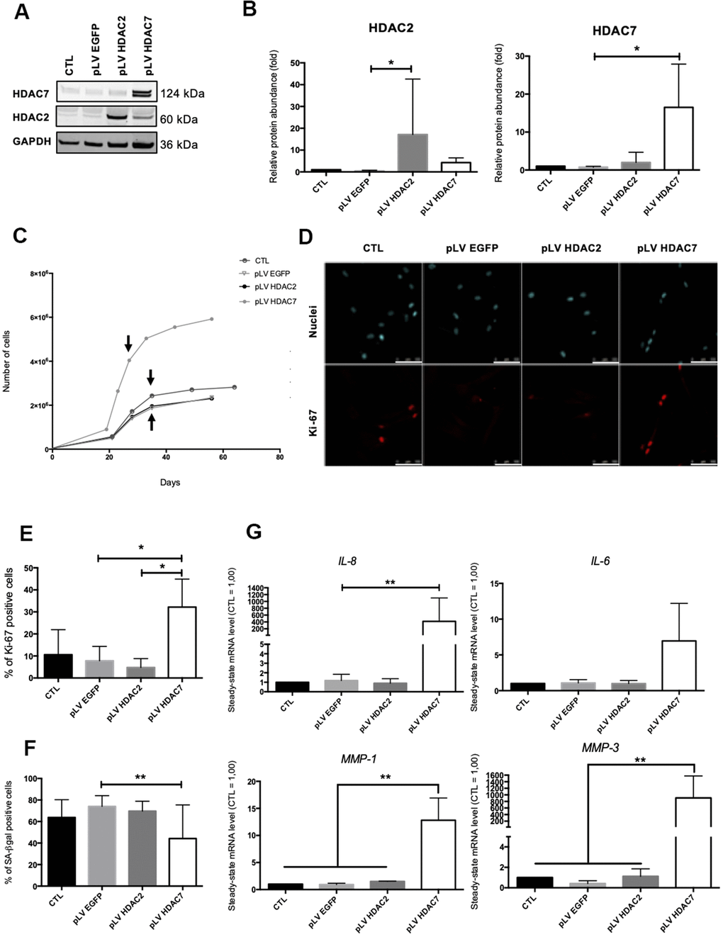 HDAC7 but not HDAC2 re-expression allows to resume proliferation in pre-senescent cells. Pre-senescent AG04431 HDFs, i.e. cells at few passages from the onset of replicative senescence, were transduced with lentiviruses expressing EGFP (pLV EGFP), HDAC2 (pLV HDAC2) or HDAC7 (pLV HDAC7). (A) Representative Western blots showing HDAC2 and HDAC7 expression after transduction. GAPDH was used as a loading control. (B) Quantification of the relative protein abundance of HDAC2 and HDAC7. Signal intensities were quantified and normalized relative to the abundance of GAPDH and are expressed relatively to the control condition (CTL). (C) Representative growth curves of the cells with indicated conditions. The passages studied are indicated by an arrow. (D) Representative confocal images of cells labelled with Ki-67 staining (red) and DAPI (nucleus staining, blue) (scale bar = 50 μM). (E) Percentage of Ki-67-positive cells. (F) Percentage of SA-βgal positive cells. (G) Steady-state mRNA level of IL-6, IL-8, MMP-1 and MMP-3. GAPDH was used as housekeeping gene. Results were expressed as fold induction in comparison with the control condition. Statistical analyses were performed using an ANOVA I (*: p