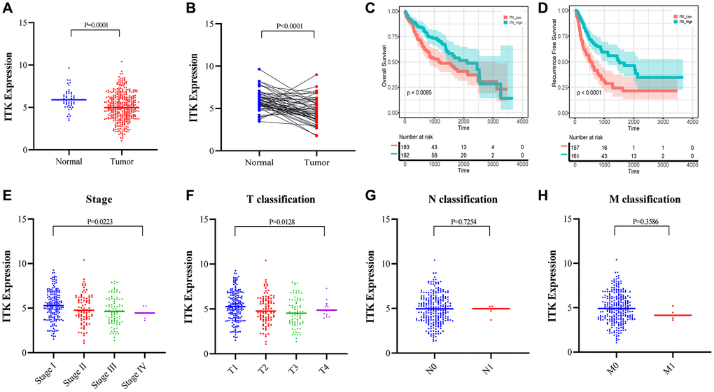 ITK expression in HCC tumors and paracarcinoma tissues, and the correlation between ITK and survival/clinical characteristics of patients with HCC (TCGA dataset). (A) ITK expression in HCC tumor tissues and paracarcinoma tissues (p = 0.0001). (B) ITK expression in paired HCC tumor tissues and paracarcinoma tissues derived from the same patient (p C) KM survival curves for the long-term OS of low/high ITK subgroups. (D) KM survival curves for the long-term RFS of low/high stromal score subgroups. (E–H) The correlation between ITK expression and clinicopathological stages.