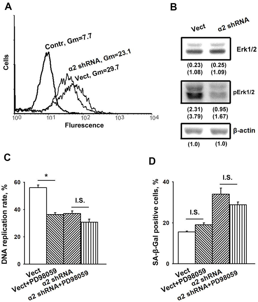 Inhibition of Erk protein kinase did not affect senescence of SK-Mel-147 melanoma cells. (A) FACS analysis of pErk expression. Cells transduced with the appropriate vectors were permeabilized using 100% methanol, probed with pErk mAb and FITC-conjugated anti-mouse IgG according to the manufacturer's protocol (Cell Signaling Tech, USA). Other designations are the same as in Figure 1. (B) Western-blotting of the cellular lysate proteins. The procedures were performed as described in Materials and Methods and the legend to Figure 1. Numbers below the bands indicate the protein band densities normalized against β-actin. Shown are representative blots. (C) Effect of Erk inhibition on the rate of DNA replication of SK-Mel-147 cells. Cells transduced with the appropriate vectors were incubated in serum-reduced medium, containing 25 μM Erk inhibitor PD98059 for 24 h, and treated as described in Materials and Methods. DNA replication was calculated as described in the Legend to Figure 1. The results of three independent experiments are shown (M ± SEM); *, ρ D) Effect of Erk inhibition on senescence of SK-Mel-147 cells depleted of α2β1. Cells transduced with the appropriate vectors were incubated overnight in serum-reduced medium, containing 25 μM Erk inhibitor PD98059 followed by SA-β-Gal staining. The results of three independent experiments are shown (M ± SEM). Vect, scramble shRNA transduced cells; α2 shRNA, α2 shRNA transduced cells. I.S., insignificant.