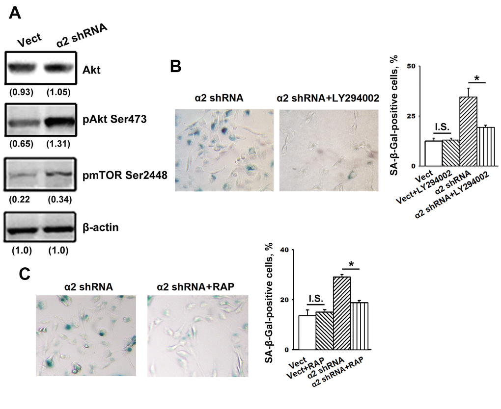 Inhibition of Akt and mTOR protein kinases reversed the stimulatory effect of α2β1 knockdown on senescence of SK-Mel-147 cells. (A) Western-blotting of the cellular lysate proteins. The procedures were performed as described in Materials and Methods and the legend to Figure 1. Numbers below the bands indicate the protein band densities normalized against β-actin. Shown are representative blots. (B) Effect of PI3K/Akt inhibitor LY294002 on senescence of SK-Mel-147 cells depleted of α2β1. Cells transduced with the appropriate vectors were incubated overnight in serum-reduced medium, containing 25 μM PI3K/Akt inhibitor LY294002 followed by SA-β-Gal staining; magnification: × 200. Shown are the results of three independent experiments (M ± SEM). ρ C) Effect of mTORC1 inhibitor Rapamycin on senescence of SK-Mel-147 cells depleted of α2β1. Cells transduced with the appropriate vectors were incubated overnight in serum-reduced medium containing 200 nM Rapamycin followed by staining for β-Gal. Shown are the results of three independent experiments (M ± SEM). Vect, scramble shRNA transduced cells; α2 shRNA, α2 shRNA transduced cells; RAP, Rapamycin. *, ρ 