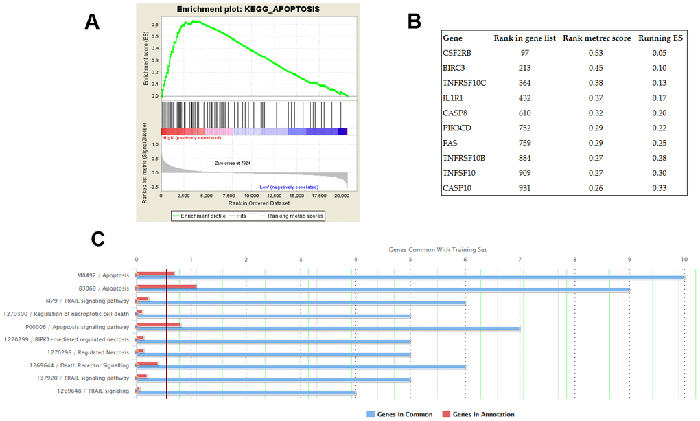 Potential biological processes associated with AC079630.4. (A) The KEGG pathway of apoptosis was identified by gene set enrichment analysis (GSEA) as the common AC079630.4-related biological pathway based on the datasets of GSE31210 and GSE30219. (B) Top 10 apoptosis-enriched genes identified by GSEA. (C) Gene ontology (GO) analysis of the top 10 genes.