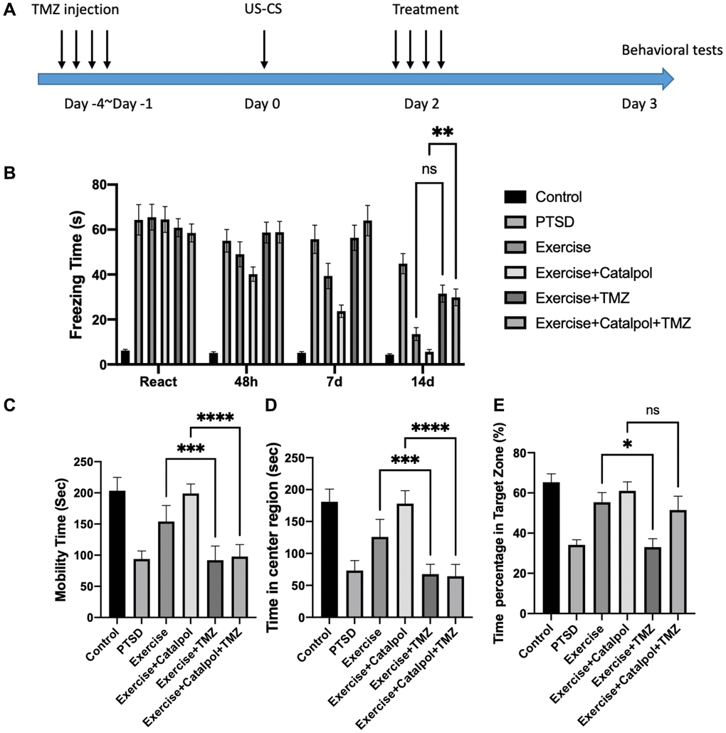 Adult neurogenesis is required for catalpol to promote exercise therapeutic effects to panic memory retrieve and antidepressant. (A) Experimental procedure to block the adult hippocampal neurogenesis with TMZ injection. (B) Daily freezing time response change among different treatments. (C) Statistical analysis of the mobility time in FST among different treatments. (D) Statistical analysis of the staying time at center region in OFT among different treatments. (E) Statistical analysis of the swimming time at target zone in probe trail among different treatments. One-way ANOVA, *p ***p ****p 