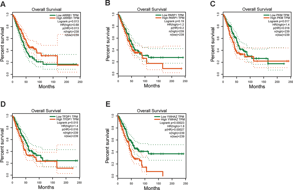 Kaplan–Meier survival analysis is performed on the hub genes. (A) ARRB1, (B) PARP1, (C) PKM, (D) TFDP1, (E) YWHAZ.