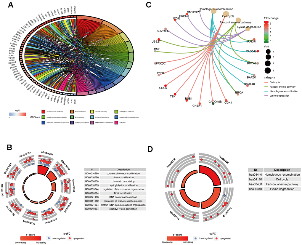 Gene functional enrichment analysis of differentially expressed ERGs. (A) The top 12 significant terms of GO function enrichment. (B) The GO circle shows the scatter map of the logFC of the specified gene. (C) The correlation between intersection genes and the significant terms of KEGG. (D) The KEGG circle shows the scatter map of the logFC of the specified gene. The higher the Z-score value indicated, the higher expression of the enriched pathway.