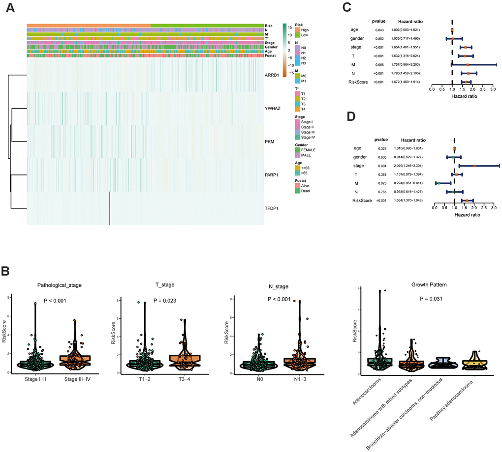 Relationships between the risk assessment score expression and clinicopathological factors in LUAD. (A) Heatmap of the epigenetic-related genes expression in the high and low risk groups and the clinicopathologic differences between the two groups. (B) Boxplots show the risk assessment score of patients with different pathological stage, T