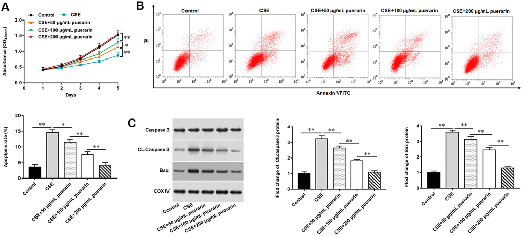 Puerarin promotes the proliferation and inhibits apoptosis of CSE-induced HBECs. HBECs was induced by 20% CSE and intervened with 50 μg/mL, 100 μg/mL and 200 μg/mL puerarin for 12 h, respectively. (A) MTT assay was used to measure the viability of CSE-induced HBECs. (B) Apoptosis of CSE-induced HBECs were detected by flow cytometry. (C) The protein expression of Cleaved caspase3 and Bax in CSE-induced HBECs were analyzed by Western blotting. β-actin was used as an invariant internal control for calculating protein-fold changes. N=6, * PP